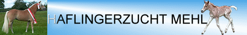 Haflingerzucht Mehl